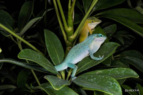 green-anole-blue-and-yellow-morphs