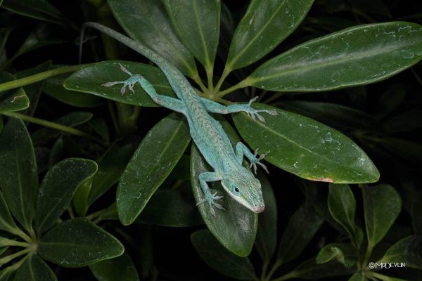 green-anole-blue-morph