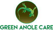 Green Anole Care