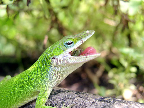 Green Anole Eats an Insect