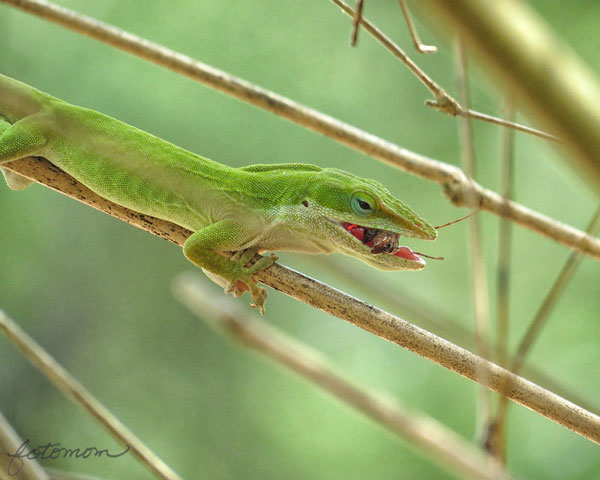 Green Anole Eats Cricket