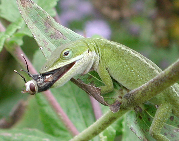 Green Anole Eats Drone Fly