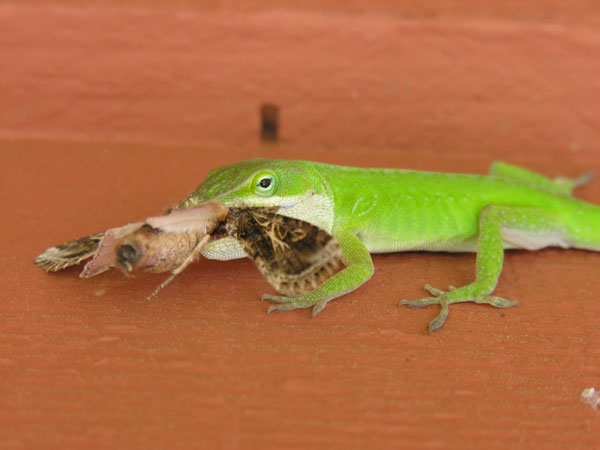 Green Anole Eats Moth