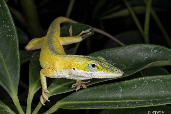 green-anole-yellow-morph